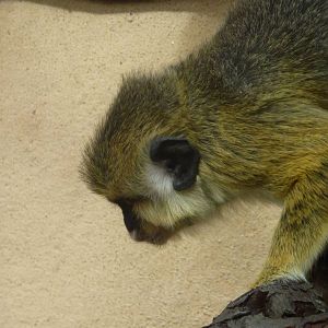 Southern talapoin, December 2010