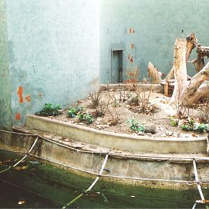 Tibetan Macaque at Barcelona, 2002