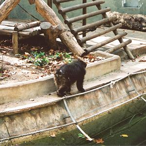 Tibetan Macaque at Barcelona, 2002