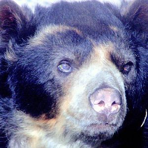 Spectacled bear; Belfast; 18th April 2015