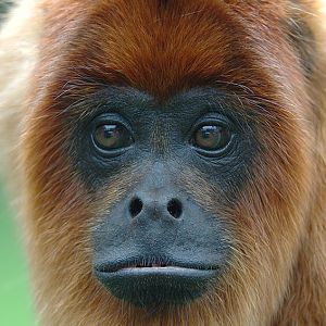 Bolivian red howler 2006