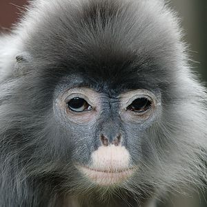 Phayres langur 2006