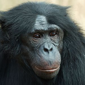 Bonobo Kakowet II 2006