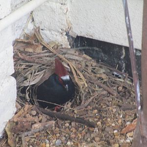 Roul Roul Partridge nest building