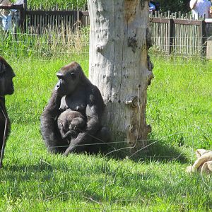 Mjukuu, Alika and Effie