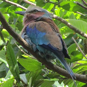 Lilac-breasted Roller
