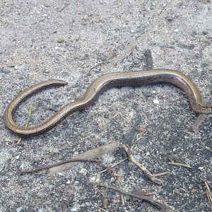 Slow worm- Anguis fragilis (hazelworm)