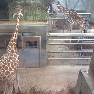 Inside Giraffe Barn