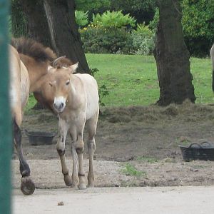 Prezwalski's Horse Foal - August 2009