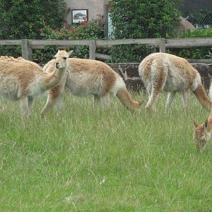 Vicuna herd - August 2009