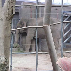 Asian Elephant, Jangoli - August 2009