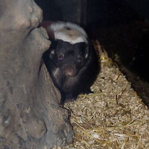 Hog-nosed Skunk (Conepatus chinga) February 2008