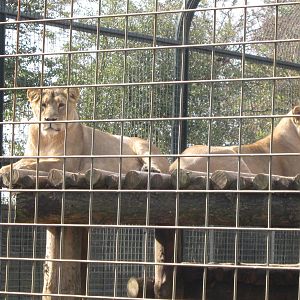 Asian Lions, October 2009