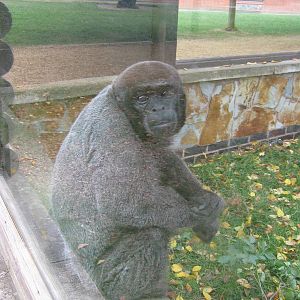 Woolly Monkey, October 2009