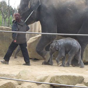 Asian Elephant calf, Ganesh Vijay - October 2009