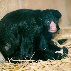 Hybrid Saki, September 2001