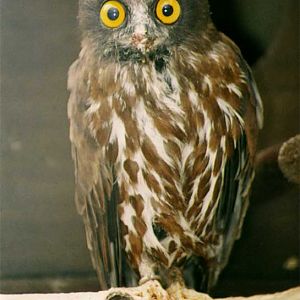 Brown Hawk Owl (Ninox scutulata), June 2001