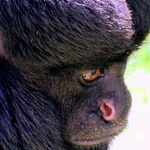Red-backed bearded saki; Belfast; 18th April 2015