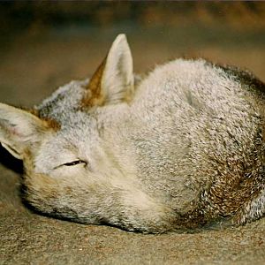 Kit Fox (Vulpes macrotis), March 2002