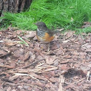 Black-breasted Thrush