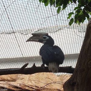 Hornbill Species