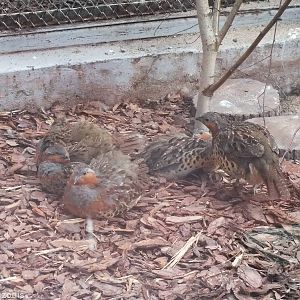 Chinese Bamboo-partridges