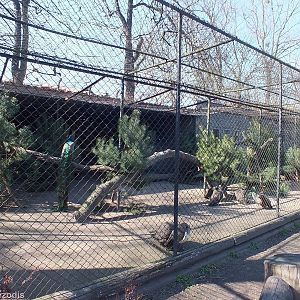 Peafowl Enclosure