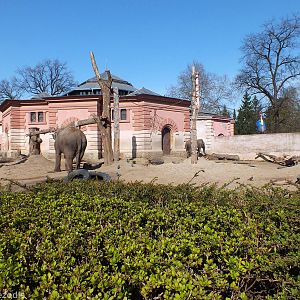 Elephant Outdoor Area