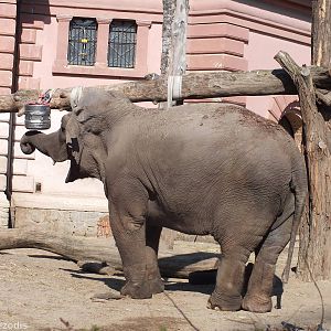 Elephant Plays with Bucket
