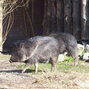Chacoan Peccary