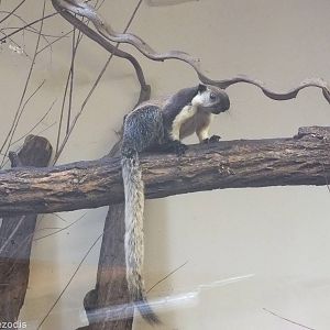 Black Giant Squirrel