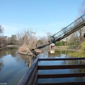 Squirrel Monkey Island