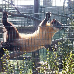 Yellow-throated Marten