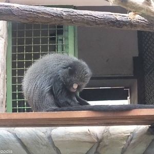 Greater Spot-nosed Monkey