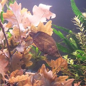 South American Leaf Fish