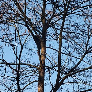 Red Panda up in a Tree