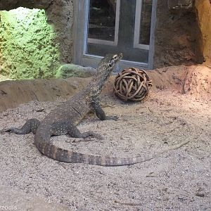 Baby Komodo Dragon