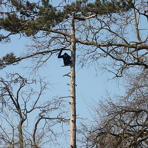 Gibbon high in Tree