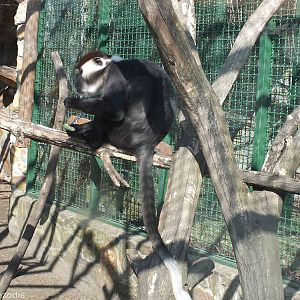 Cherry-crowned Mangabey