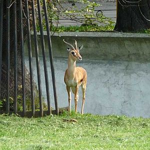 Red-fronted Gazelle (Eudorcas rufifrons), September 2008