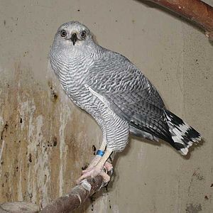 Grey Hawk (Buteo nitidus), November 2007