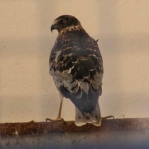 Pied Harrier (Circus melanoleucus), February 2009