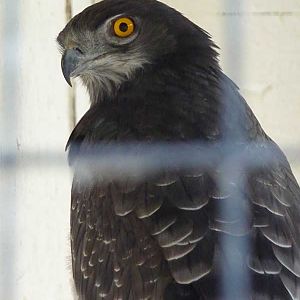 Black-chested Snake Eagle (Circaetus pectoralis), October 2009