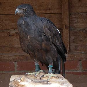 Changeable Hawk-Eagle (Nisaetus cirrhatus limnaeetus), July 2008