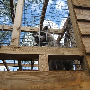 Raccoon in new enclosure