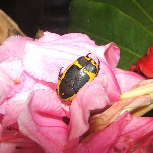 Garden Fruit Chafer (Pachnoda sinuata)