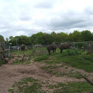 brazilian Tapir and Capybara
