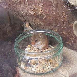 Harvest Mouse