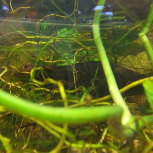 Himalayan Crocodile Newt