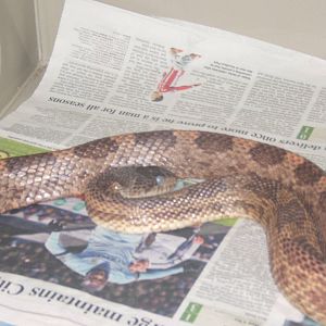 Western Ratsnake (Pantherophis obsoletus)